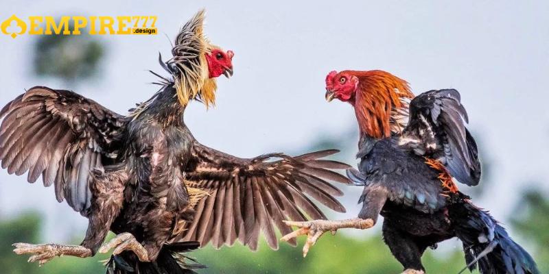 Cập nhật liên tục các trận đấu để theo dõi tình hình